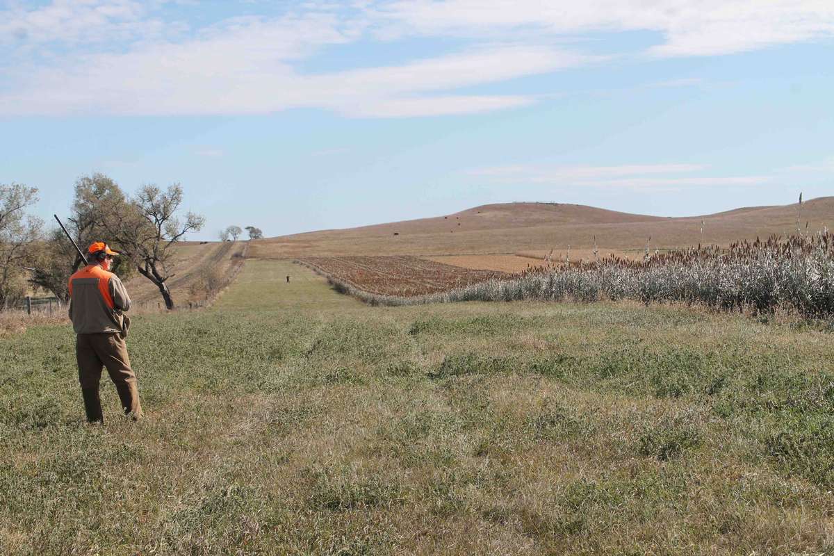 South Dakota Pheasant Hunting